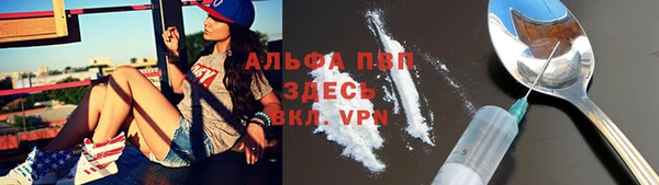 сатива Новозыбков
